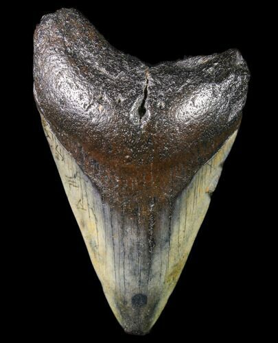 Bargain, Megalodon Tooth - North Carolina #80870